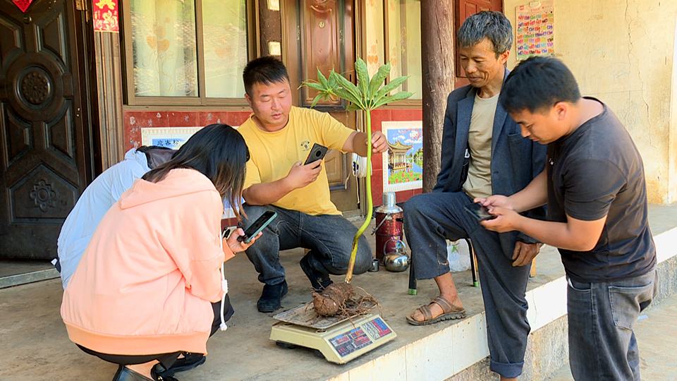 2023年7月28日，瓦渡乡土官村党总支书记杨映现场称秤新鲜重楼。.jpg