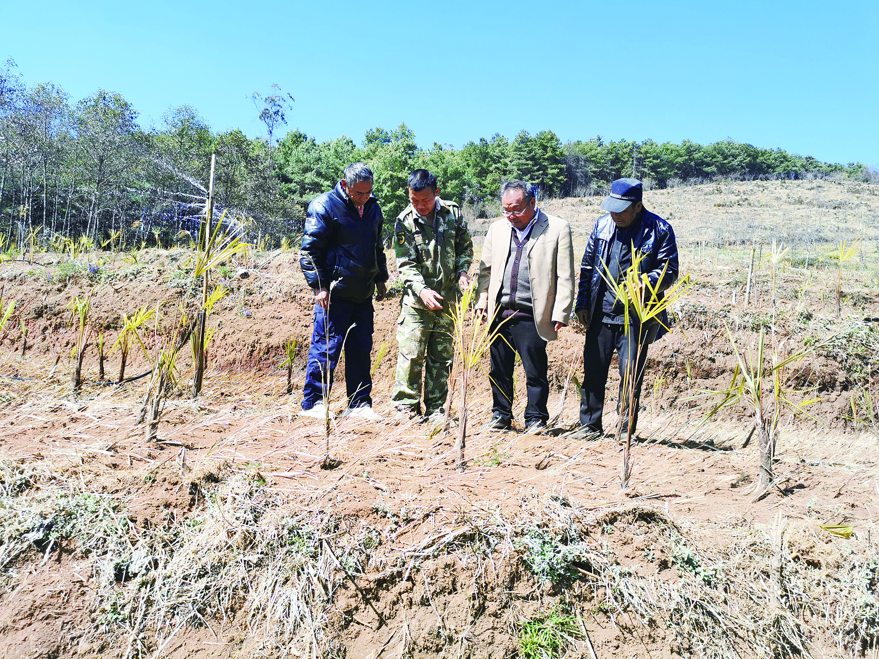 郑家文在隆阳区水寨乡太元村调研甜棕树种植基地