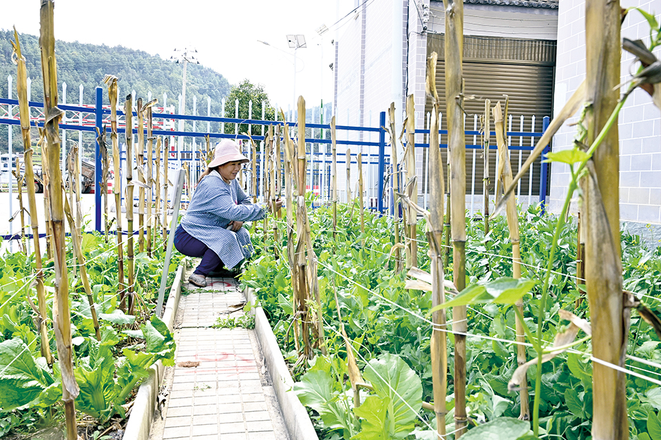 小小“微菜园” 民生“幸福地”